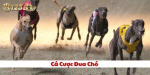 Cá Cược Đua Chó 123B