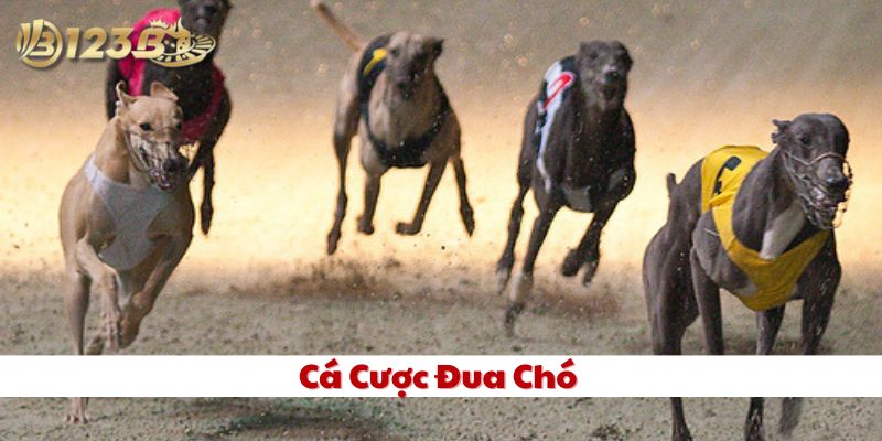 Cá Cược Đua Chó 123B