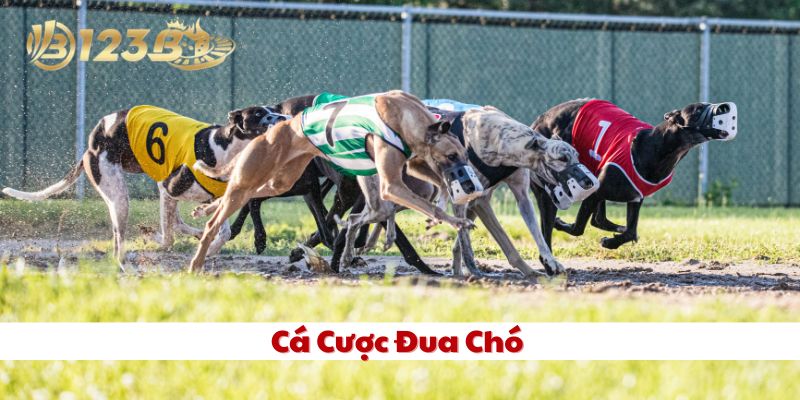 Cá Cược Đua Chó là gì? 