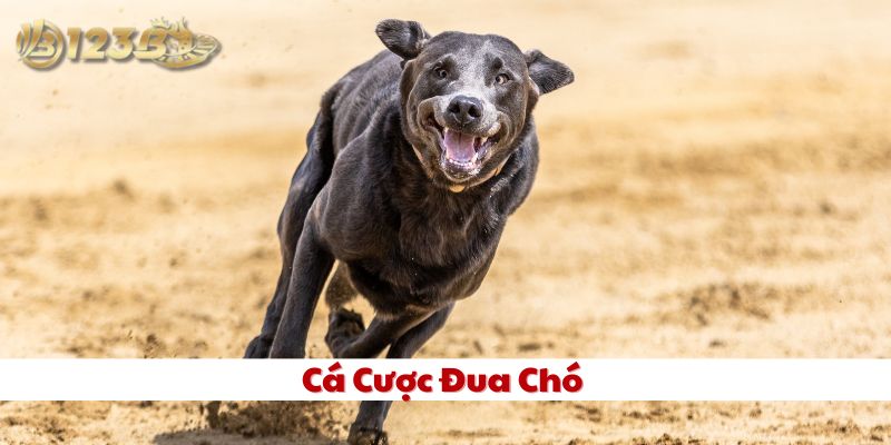 Lưu ý soi kèo Cá Cược Đua Chó hiệu quả